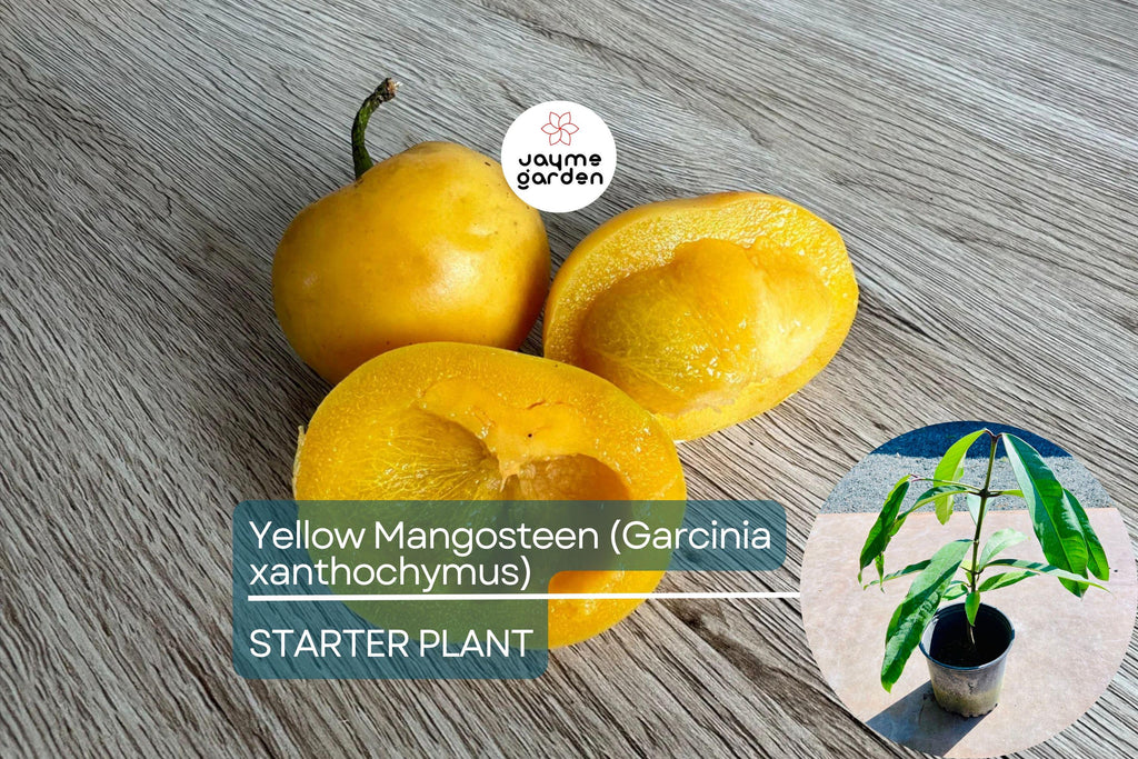 Yellow Mangosteen (Garcinia xanthochymus) Live Fruit Tree 12"-24" - Tropical Evergreen with Delicious Exotic Fruits