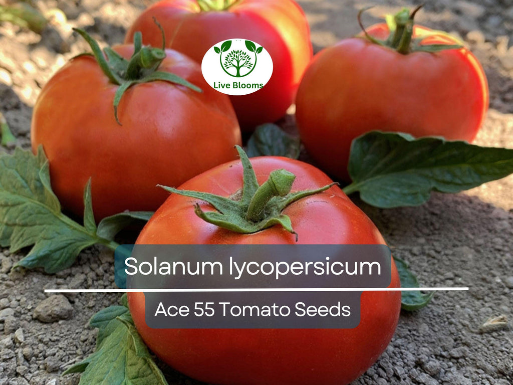 100 mg Ace 55 Tomato Seeds - Solanum lycopersicum | Heirloom, Low-Acid Red Tomato for Planting, Home Garden, Perfect for Slicing & Cooking