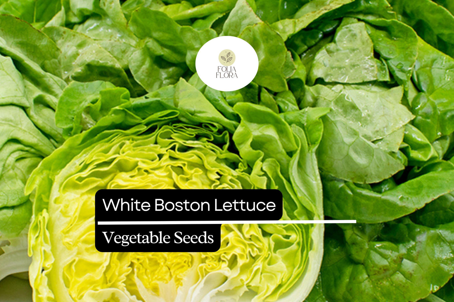 1000 White Boston Buttercrunch Lettuce Seeds – Lactuca sativa – Heirloom, Tender & Buttery, Heat-Tolerant