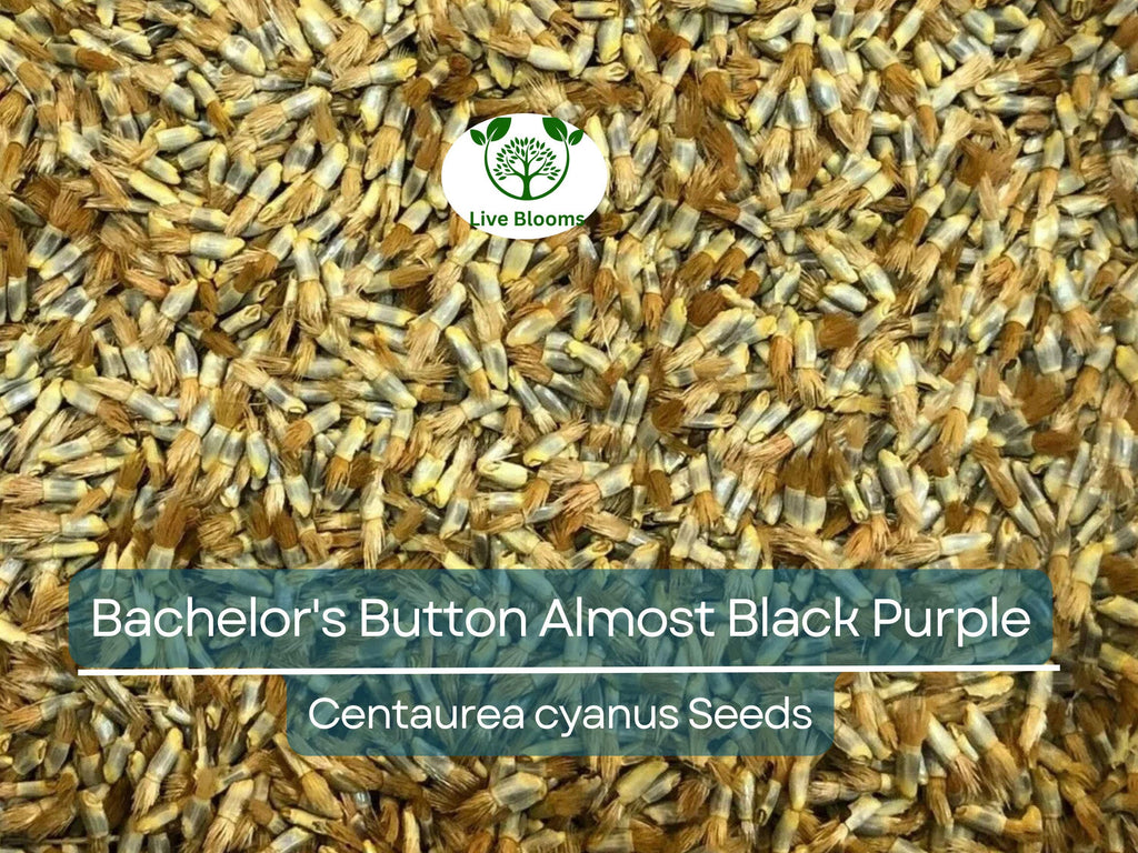 200 Seeds Cornflower Bachelor's Button ALMOST BLACK Purple - Centaurea Cyanus Non-GMO, Spring Plant, Unique Dark Purple Flowers, Garden Seed