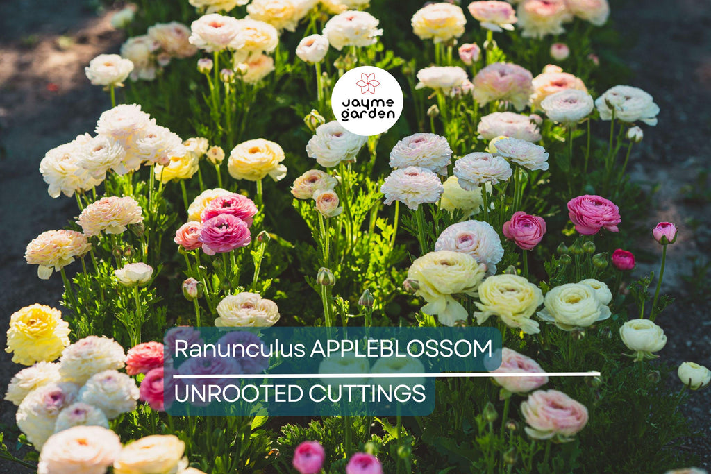 Ranunculus Appleblossom Mix Bulbs - 10 Pink, Red, White Flower Bulbs, Fast-Growing, Drought-Resistant, USDA Zones 8-11