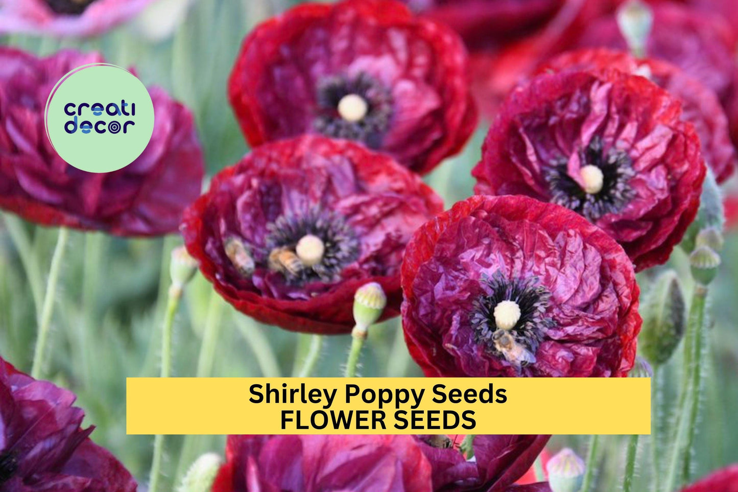 200+ Shirley Poppy Seeds – Delicate Mixed Color Blooms for Garden Planting, Easy-Grow Annuals for Beds, Borders & Wildflower Gardens – USA