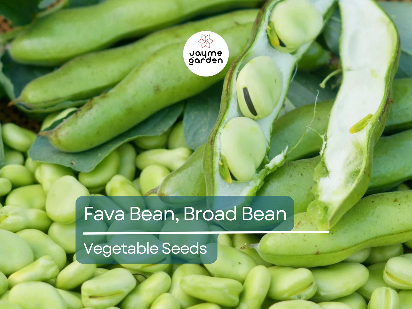 Fava Bean 5 Gram Seeds - Heirloom Non-GMO Broad Beans for Planting - High-Yield, Protein-Rich Beans for Garden Beds & Raised Beds