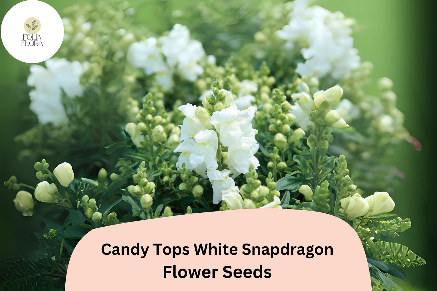 Candy Tops White Snapdragon Seeds (Antirrhinum majus) | 1000+ Seeds | Compact, Pure White Blooms for Garden & Containers