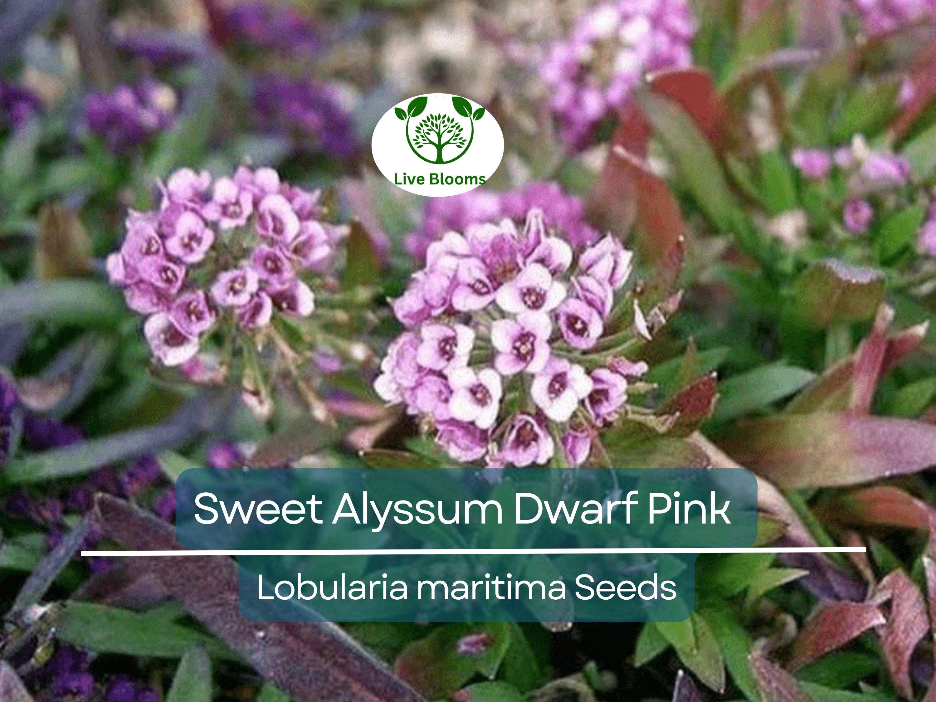 1000 Sweet Alyssum Dwarf Pink Seeds – Lobularia maritima, Fragrant Groundcover, Non-GMO, 4” Blooms, Attracts Butterflies