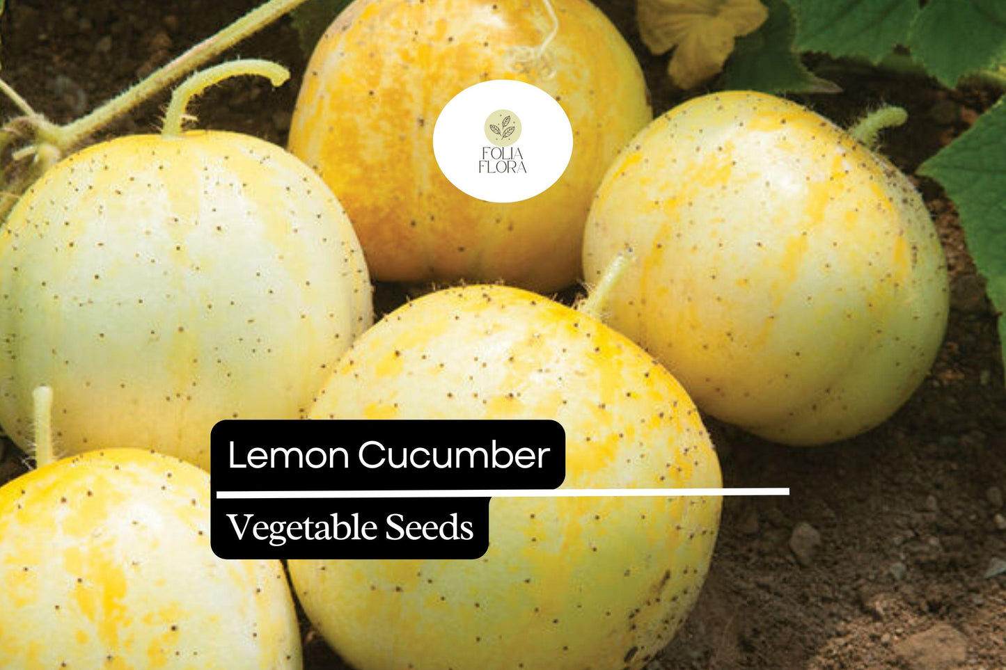50 Seeds Lemon Cucumber (Cucumis sativus) – Crisp, Refreshing, and Mildly Sweet