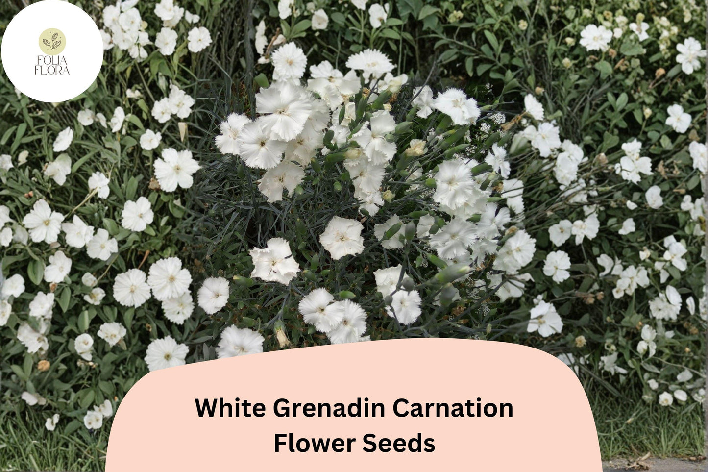 200+ White Grenadin Carnation Seeds for Garden Planting | Dianthus caryophyllus | Pure White Blooms