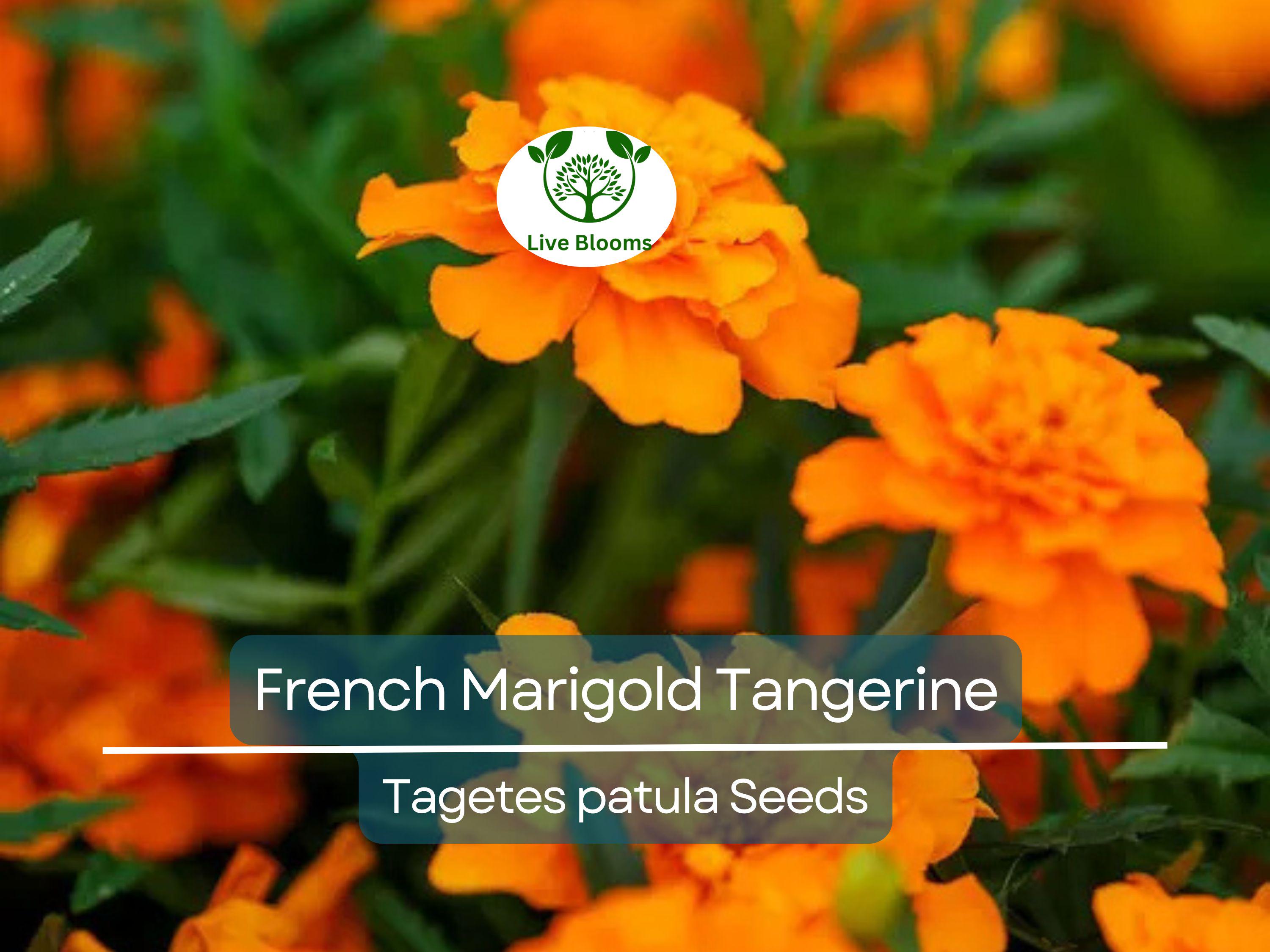 100 Seeds French Marigold Tangerine Double Dwarf, Non-GMO, Beneficial Plant, Vibrant Orange Blooms, Ideal for Containers, Garden Borders