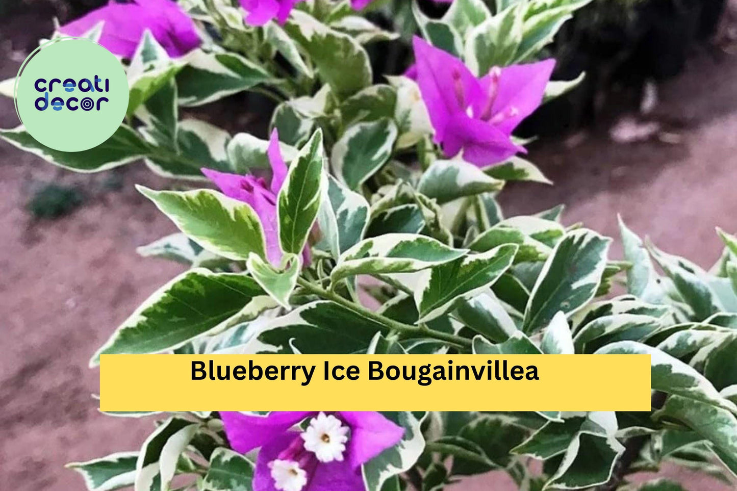Blueberry Ice Bougainvillea – Live Well-Rooted Starter Plant – Variegated Purple-White Flowers, Hardy Tropical Vine for Garden or Patio