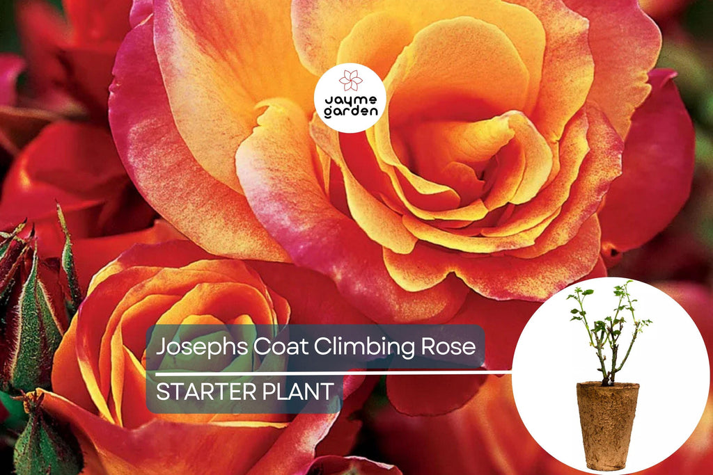 Joseph's Coat Climbing Rose – 1.5 Gal Pot | Vibrant Pink, Yellow & Orange Flowers | Own Root | Fragrant, Hardy Zones 5-9 | 10-12' Tall