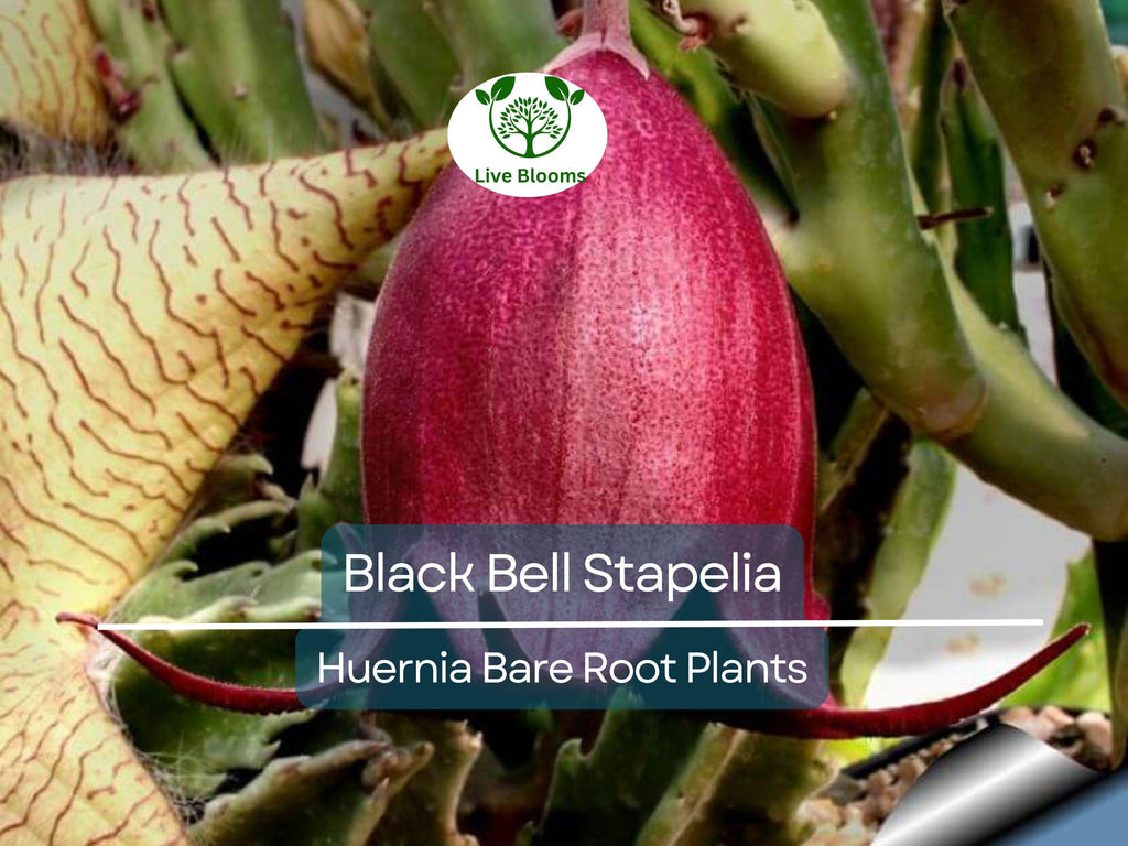 1 Black Bell Stapelia – Live Bare Root Succulent – Huernia leendertziae Rare Orbea-Like Plant – Dark Star-Shaped Bloom