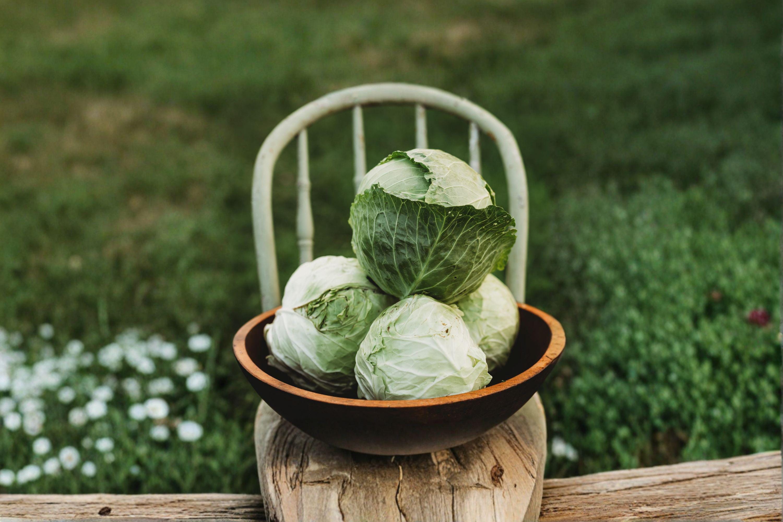 Cabbage – Danish Ballhead 300 Seeds | Classic Heirloom Cabbage | Firm Round Heads | Excellent Storage Variety