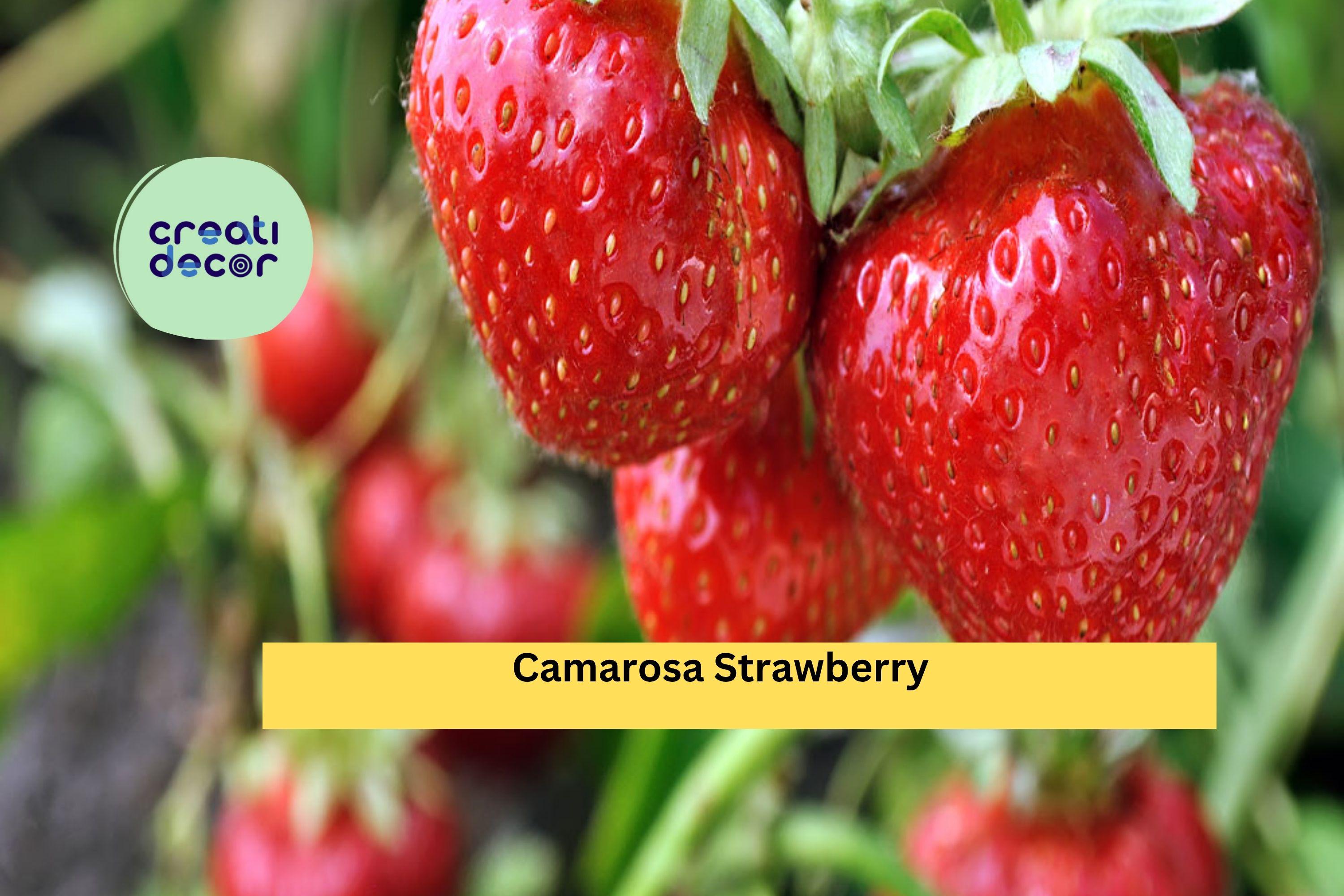 Camarosa Strawberry Plants | 10 Live Bare Root June-Bearing Starter Plants | NON-GMO