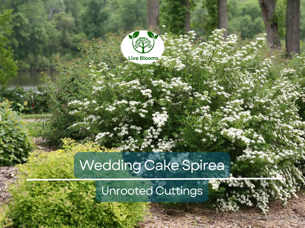 10 White Wedding Cake Spirea Unrooted Cuttings (Spiraea prunifolia) - 6-8 Inches, Ornamental Shrub, Hardy, Ideal for Landscaping & Gardens