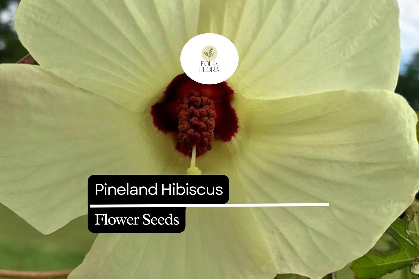 25 Seeds Pineland Hibiscus | Native Perennial, Yellow Wildflower, Pollinator-Friendly, Hardy Garden Plant