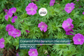 10 Cranesbill Wild Geranium Bare Roots – Organic Native Wildflower, Medicinal, Pollinator-Friendly, Hardy Perennial for Sun & Shade