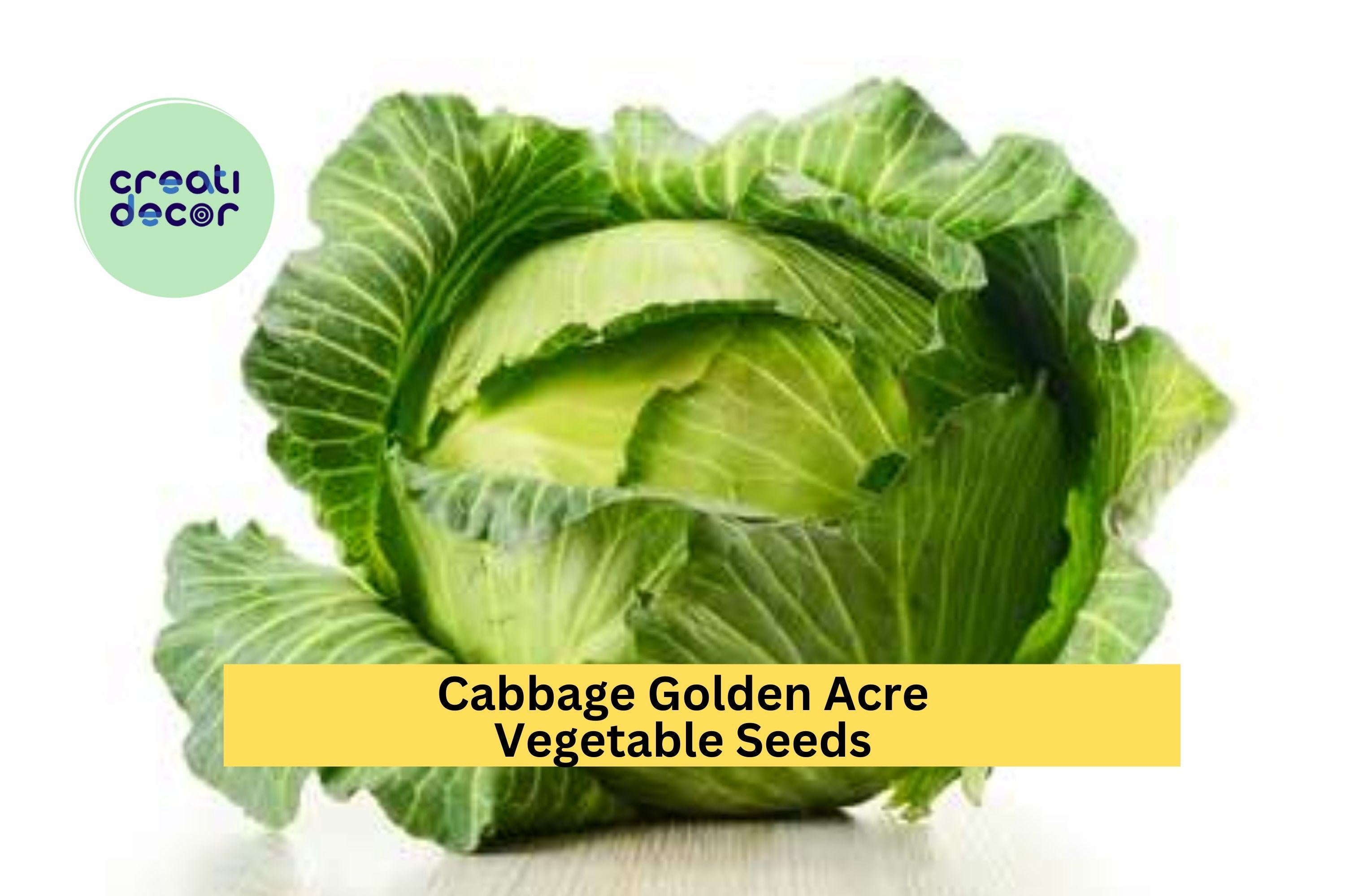 3pcs x 1g Golden Acre Cabbage Seeds – Early Heirloom Variety for Garden Beds, Raised Rows, or Container Growing Seeds for Planting