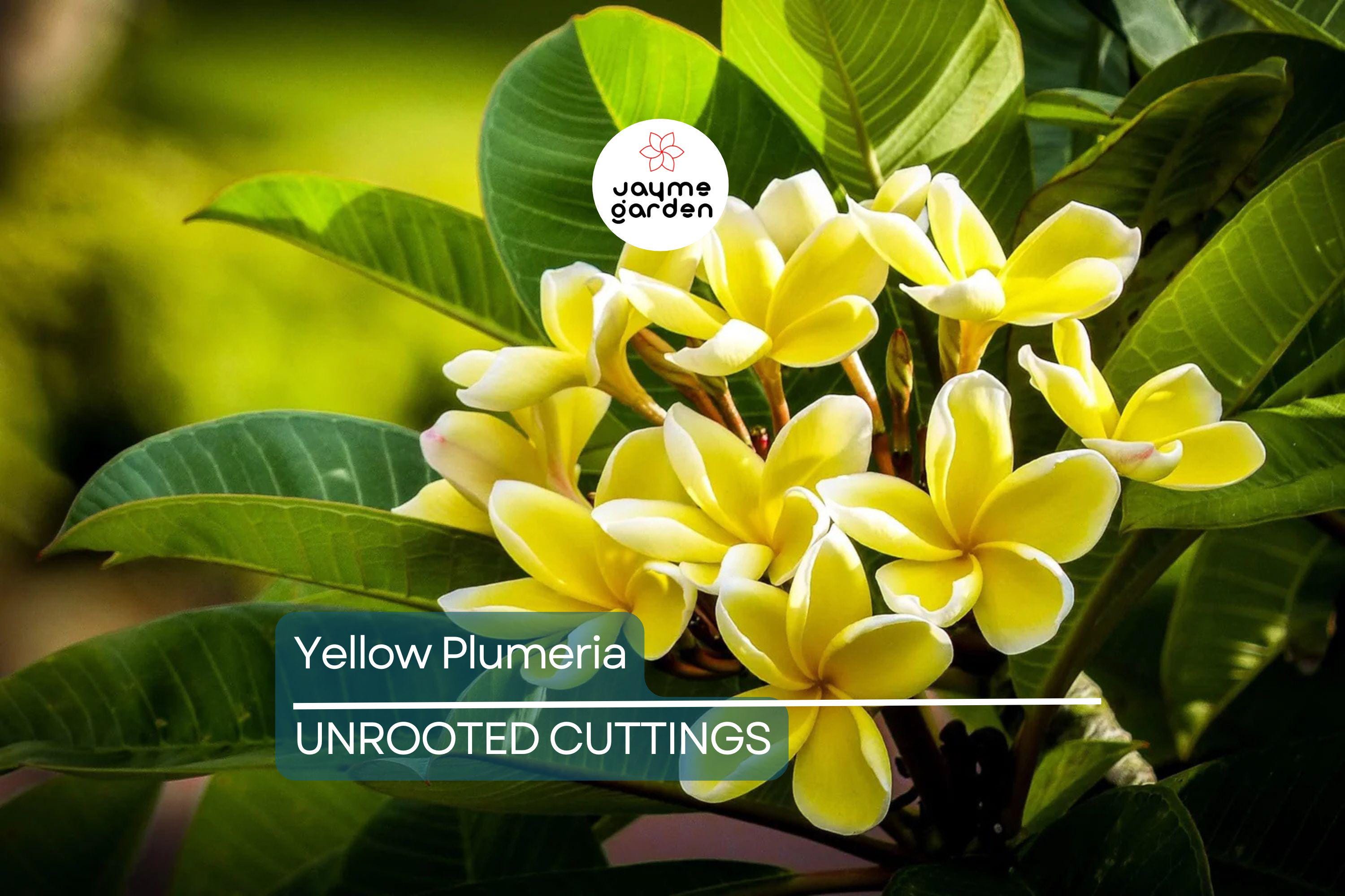Yellow Plumeria Fresh Starter Cutting 10" Unrooted, Frangipani, Flowering, Tropical Perennial, Medium Sun, Hawaii Grown