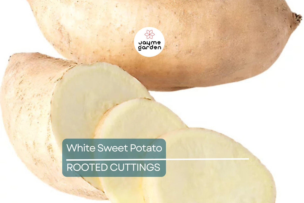 3 Rooted White Sweet Potato Plants With Pot | Live Cutting Vine Ready to Plant | Fresh Sweet Potato Plants