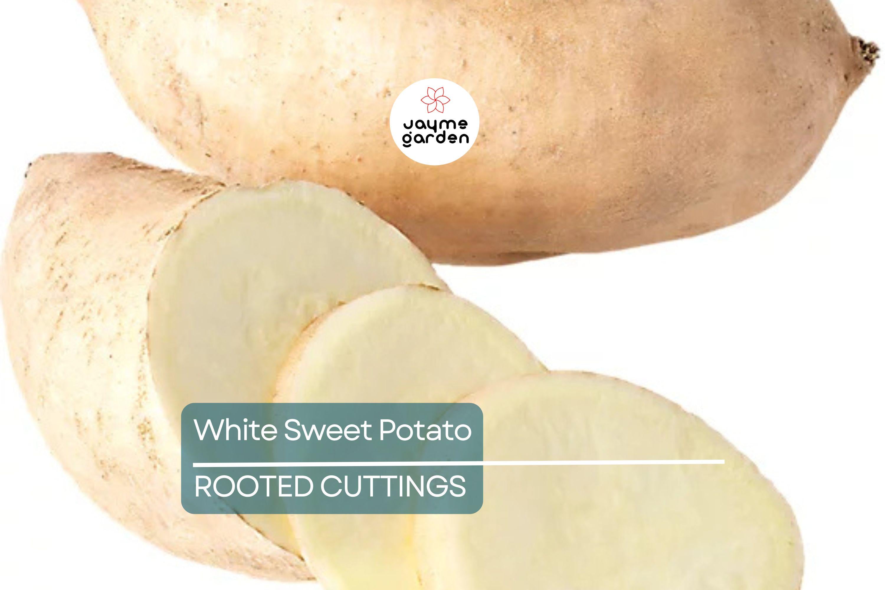 3 Rooted White Sweet Potato Plants With Pot | Live Cutting Vine Ready to Plant | Fresh Sweet Potato Plants