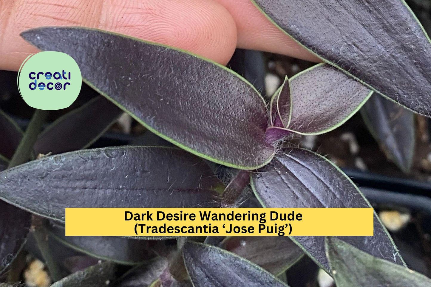 Dark Desire Wandering Dude – Tradescantia Jose Puig – Rare 2 Rooted Cuttings, Purple-Green Variegated Indoor Plant
