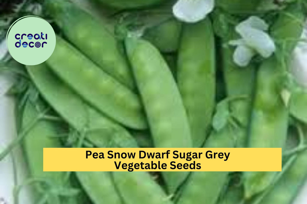3pcs of 5g Snow Pea Dwarf Sugar Grey Seeds – Edible Pod Peas for Stir-Fries, Trellis Gardens, and Crisp Spring Harvests Seeds for Planting