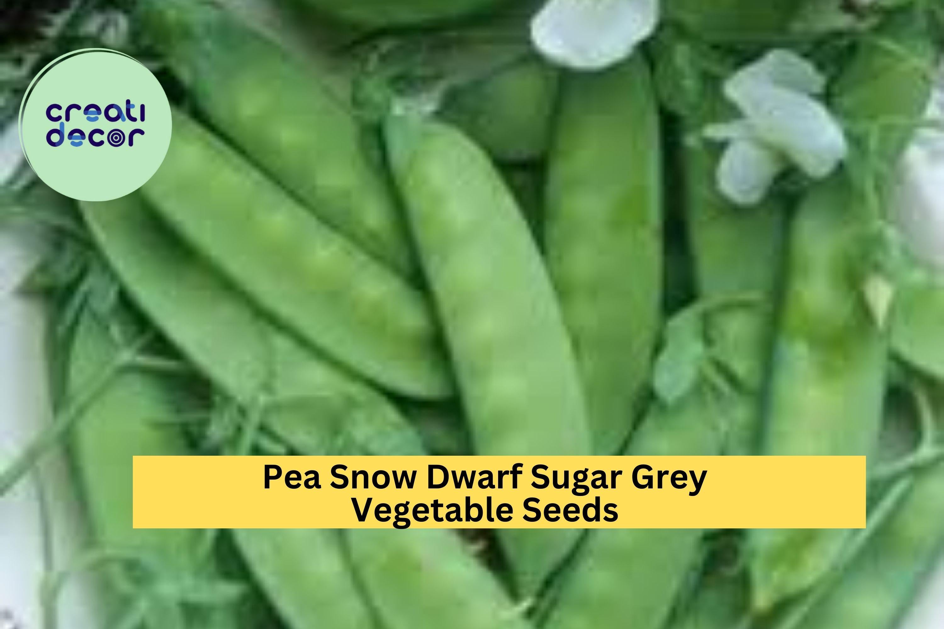 3pcs of 5g Snow Pea Dwarf Sugar Grey Seeds – Edible Pod Peas for Stir-Fries, Trellis Gardens, and Crisp Spring Harvests Seeds for Planting
