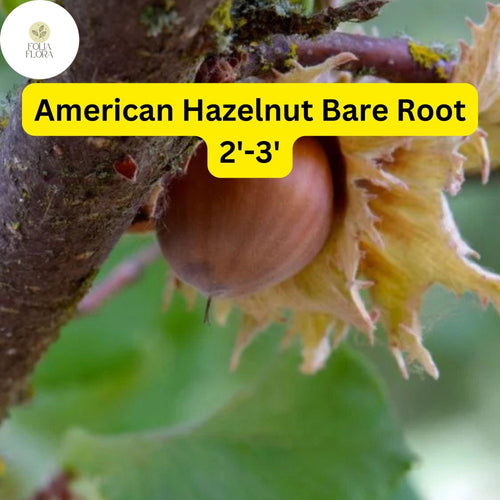 1 American Hazelnut Tree (Corylus americana) – Live Bare Root Plant 2'-3'
