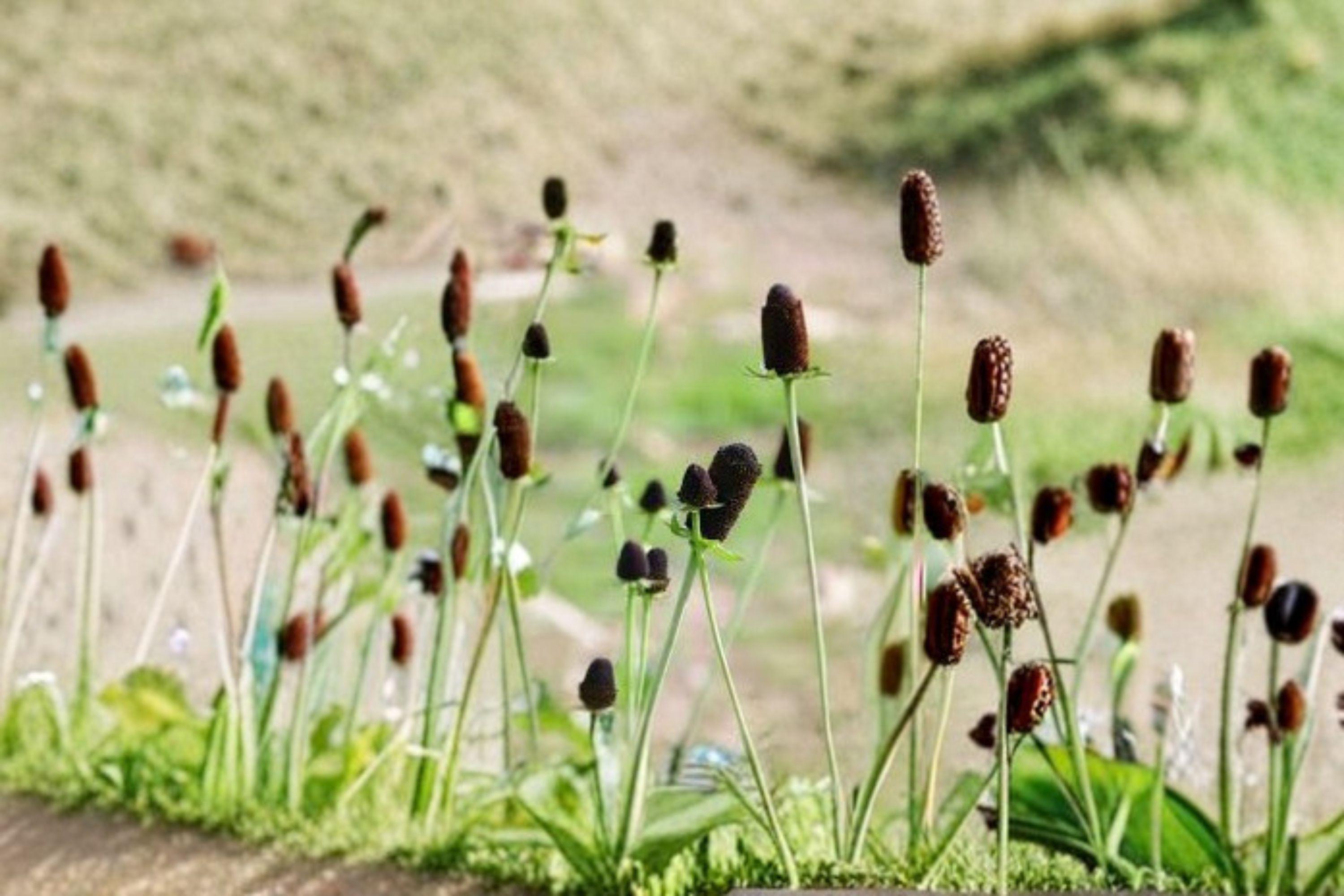 Western Coneflower – Rudbeckia occidentali 75 Seeds | Native Perennial | Dramatic Dark Cone | Pollinator & Wildlife Favorite