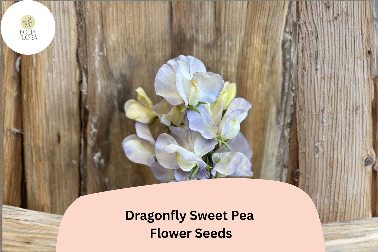 Dragonfly Sweet Pea Seeds | Lathyrus odoratus Bicolor Winged Blooms Garden Planting (50+ Seeds)
