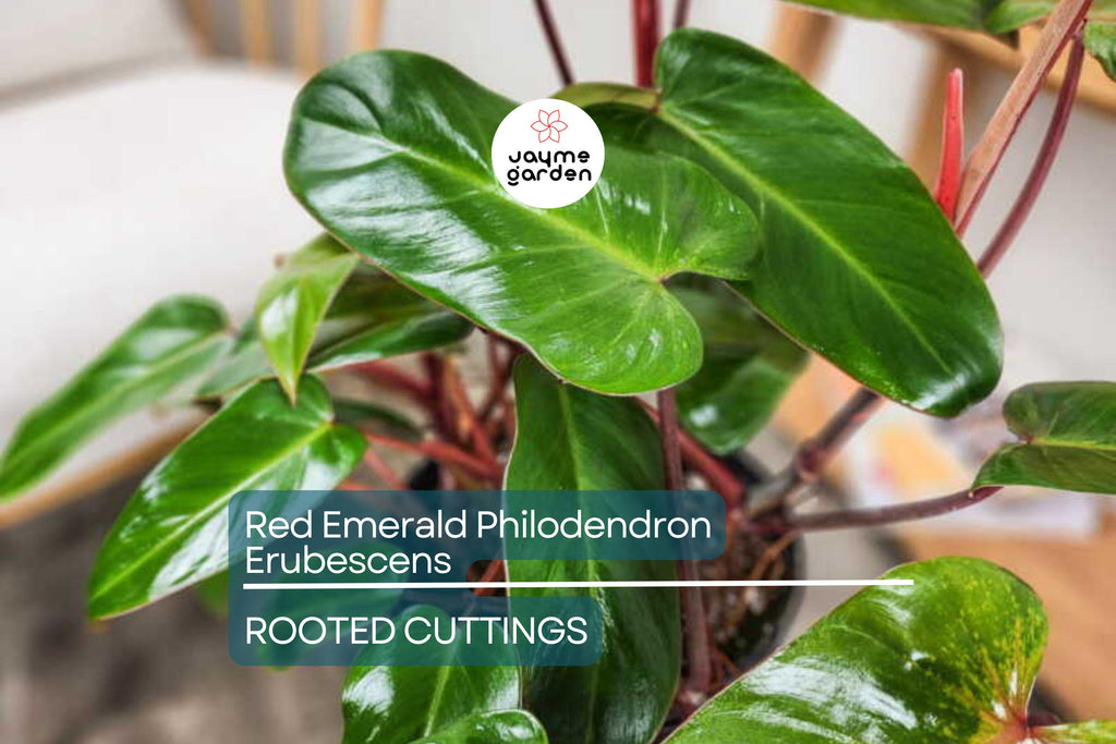 Red Emerald Philodendron Erubescens 17" Tall Climbing Plant, Fully Rooted