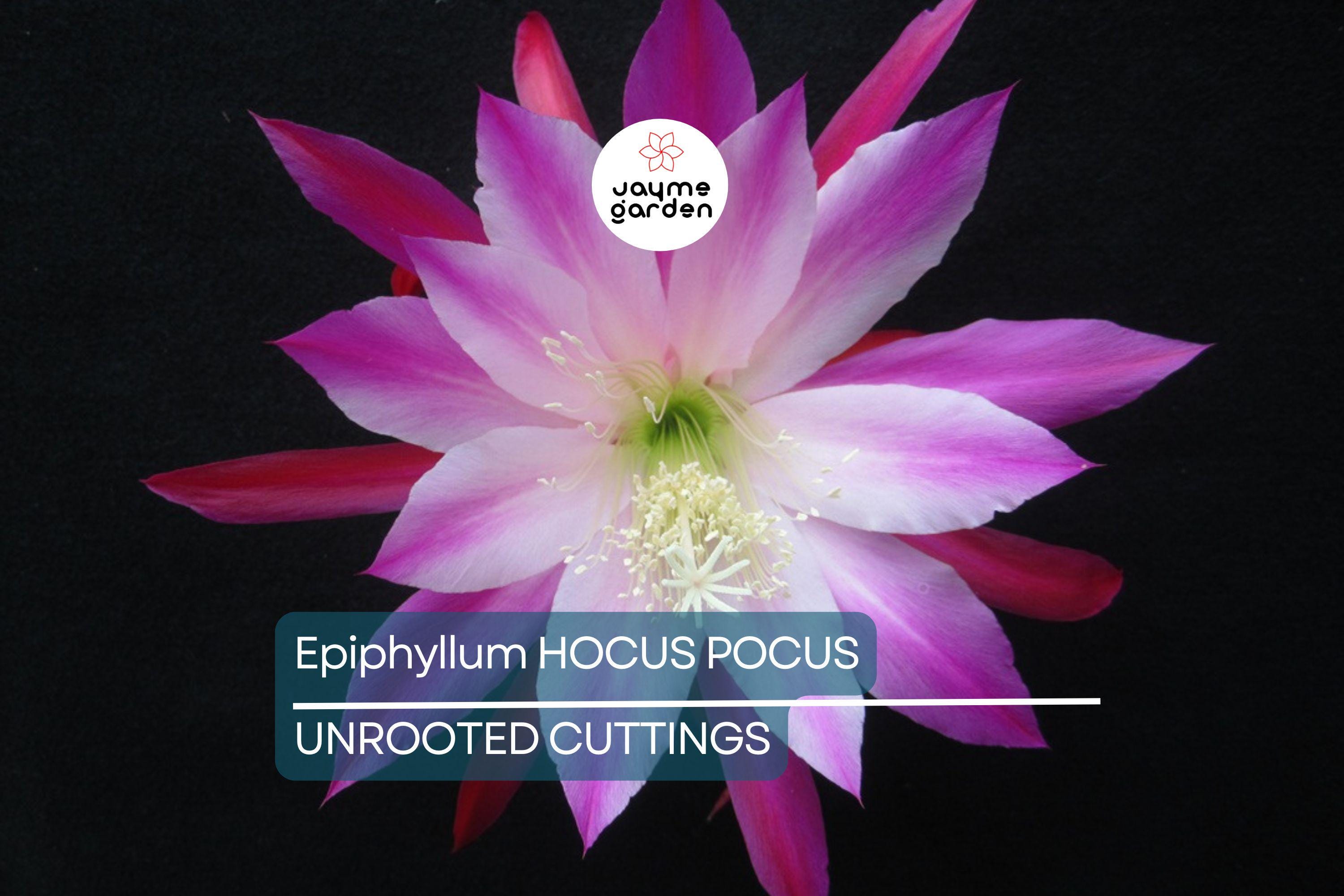 Epiphyllum 'Hocus Pocus' Orchid Cactus Cutting | 8-10 Inch Unrooted Cutting | Stunning Blooms | Perfect for Collectors