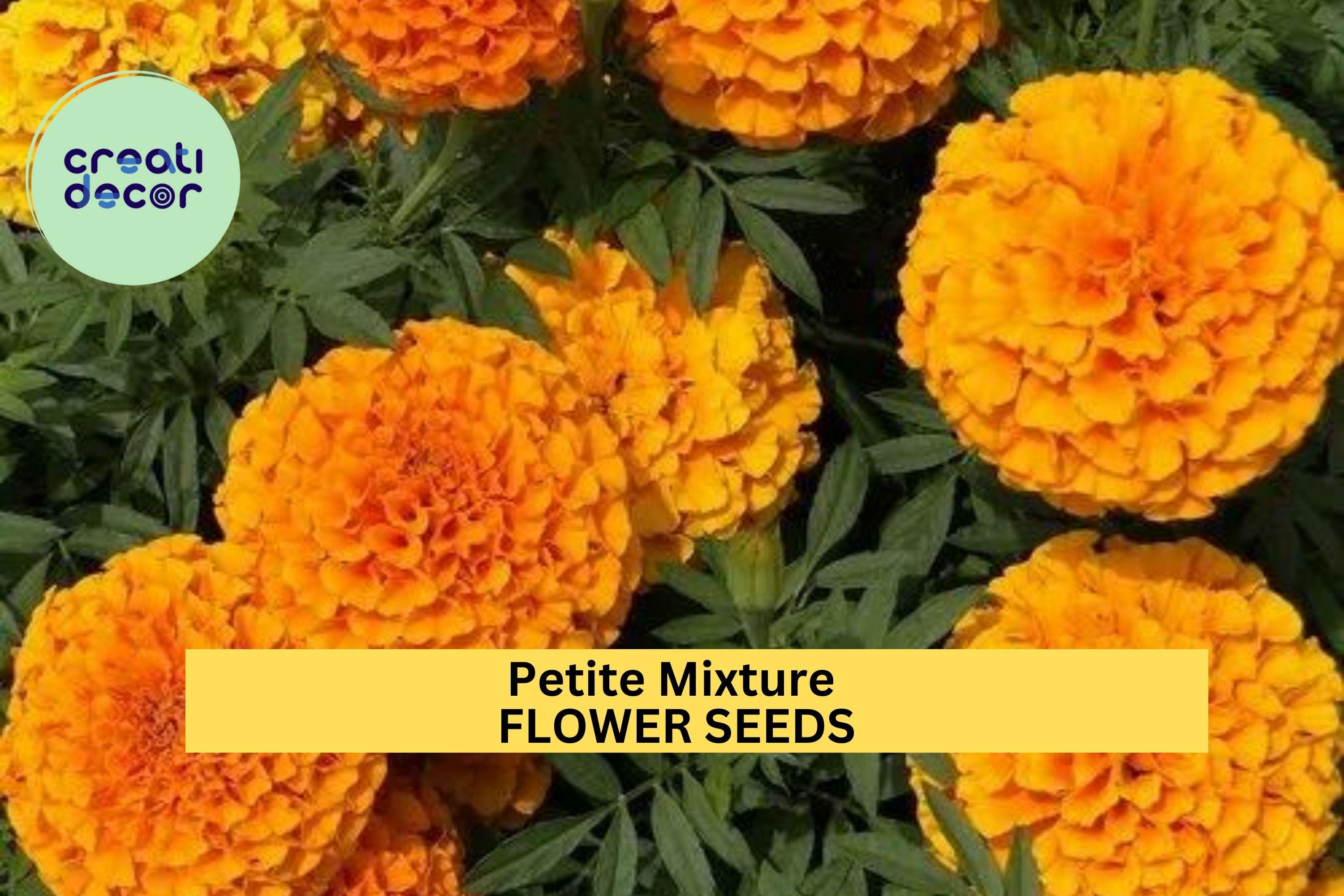 3pcs of 500mg Petite Mixture Marigold Seeds – Compact Mixed Color Blooms for Borders, Pots, Pollinator & Cottage Gardens Seeds for Planting