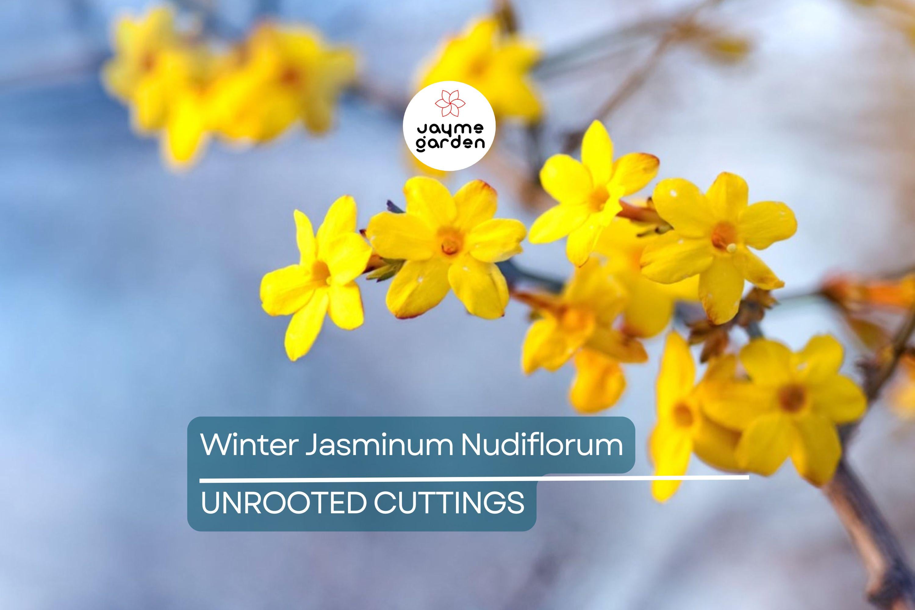Jasminum Nudiflorum Winter Jasmine Vine, 7+ Fresh Cuttings, Bright Yellow Flowers, January Blooms