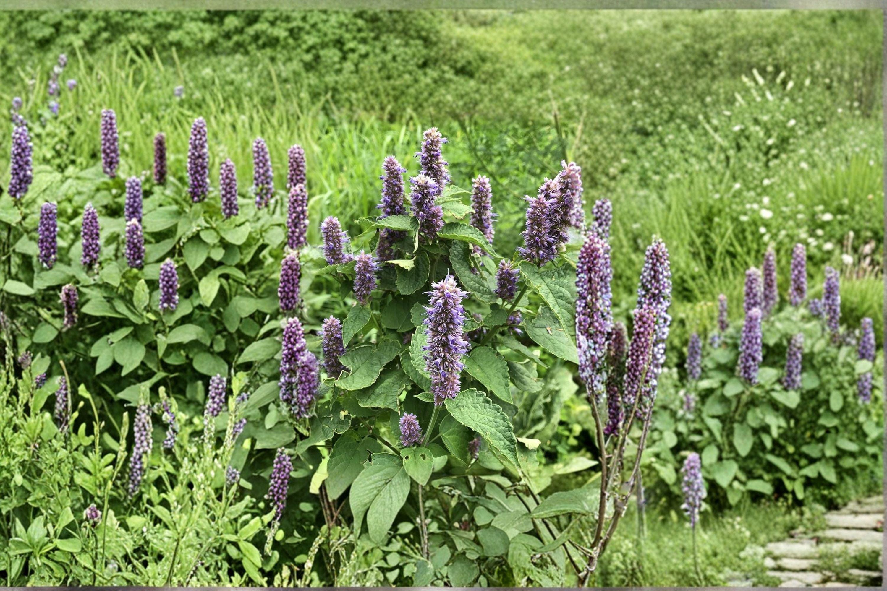 Anise Hyssop – Agastache foeniculum, Native Perennial Herb | Pollinator Magnet (100 Seeds)