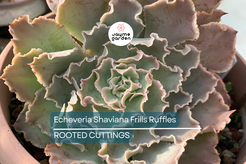 Echeveria Shaviana Frills Ruffles Succulent - 9" Live Plant Cutting Bare Root, HTF, Pink Frills