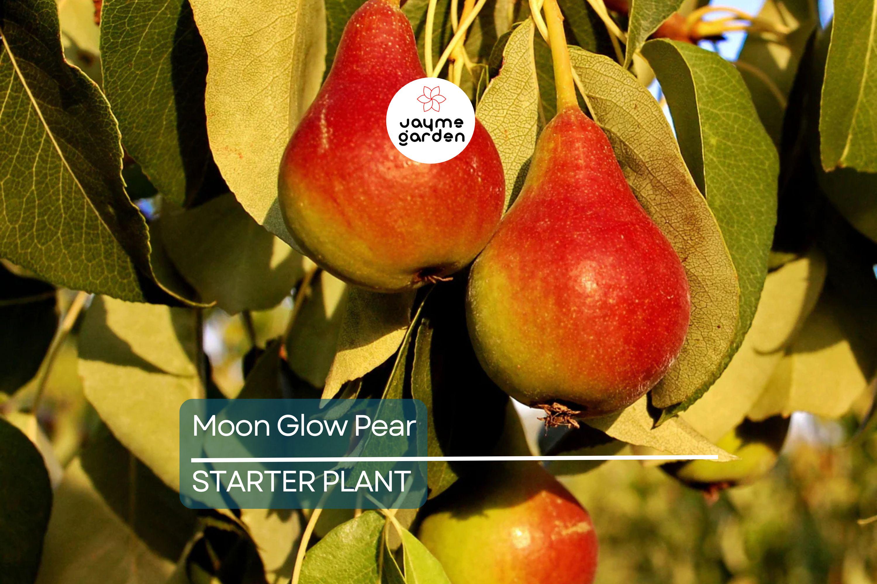 Moon Glow Pear Tree 2ft Tall | Live Fruit Tree, Ready to Plant | Bare Root