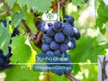 5 Japanese Kyoho Grape Unrooted Cuttings, Vitis labrusca, Sweet Purple Grapes, Easy to Root, Grape Vine Propagation, Rare Fruit Cuttings