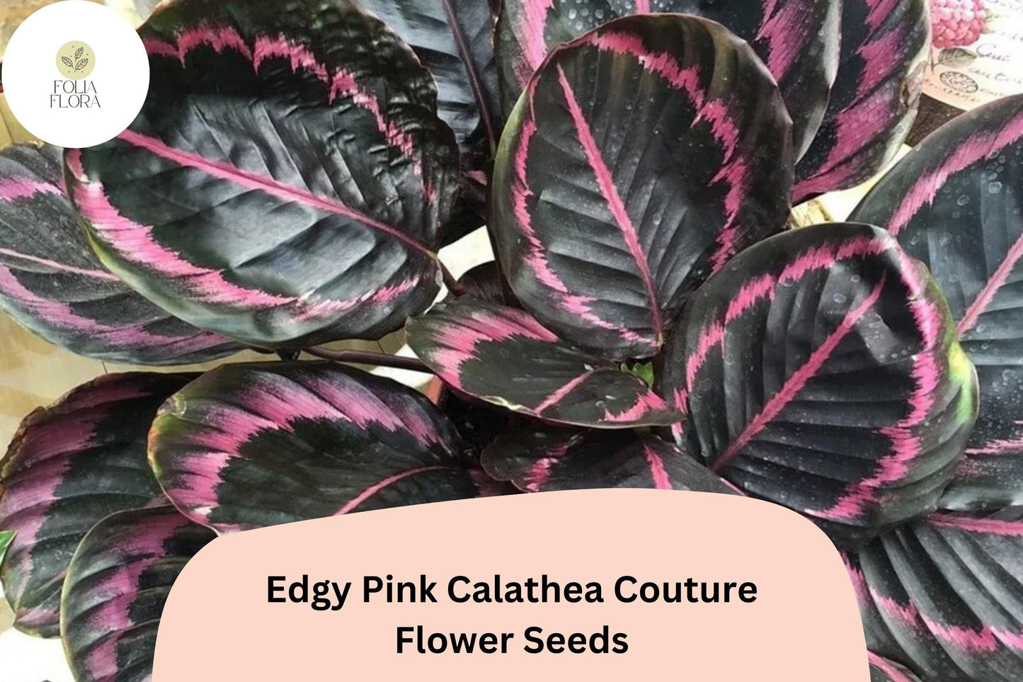 25+ Edgy Pink Calathea Seeds | Exotic Tropical Houseplant | Indoor Decorative Foliage Plant | Rare Pink Leaf Plant
