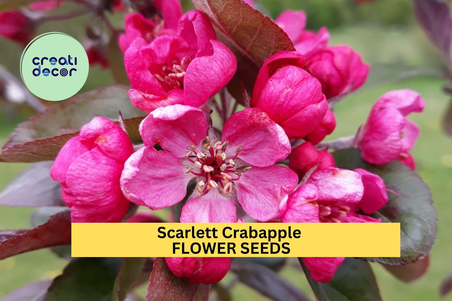 25+ Scarlett Crabapple Seeds – Ornamental Tree Seeds for Garden Planting, Pink Blooms & Red Fruit for Landscape,Wildlife – USA