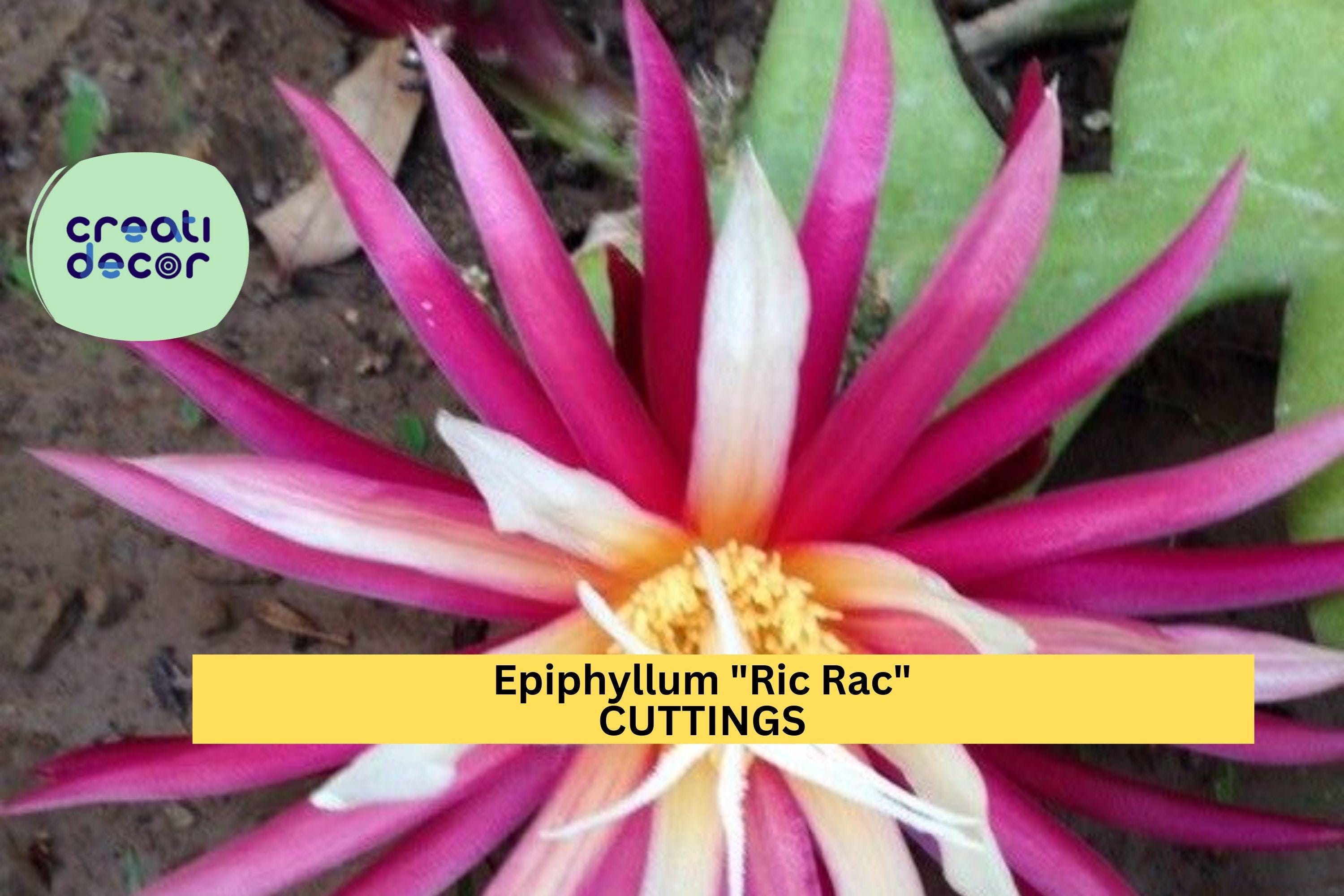 1 Epiphyllum Ric Rac Cactus Cutting | 5–9” Fishbone Zig Zag Cactus | Exotic Trailing Houseplant Starter | Easy to Root