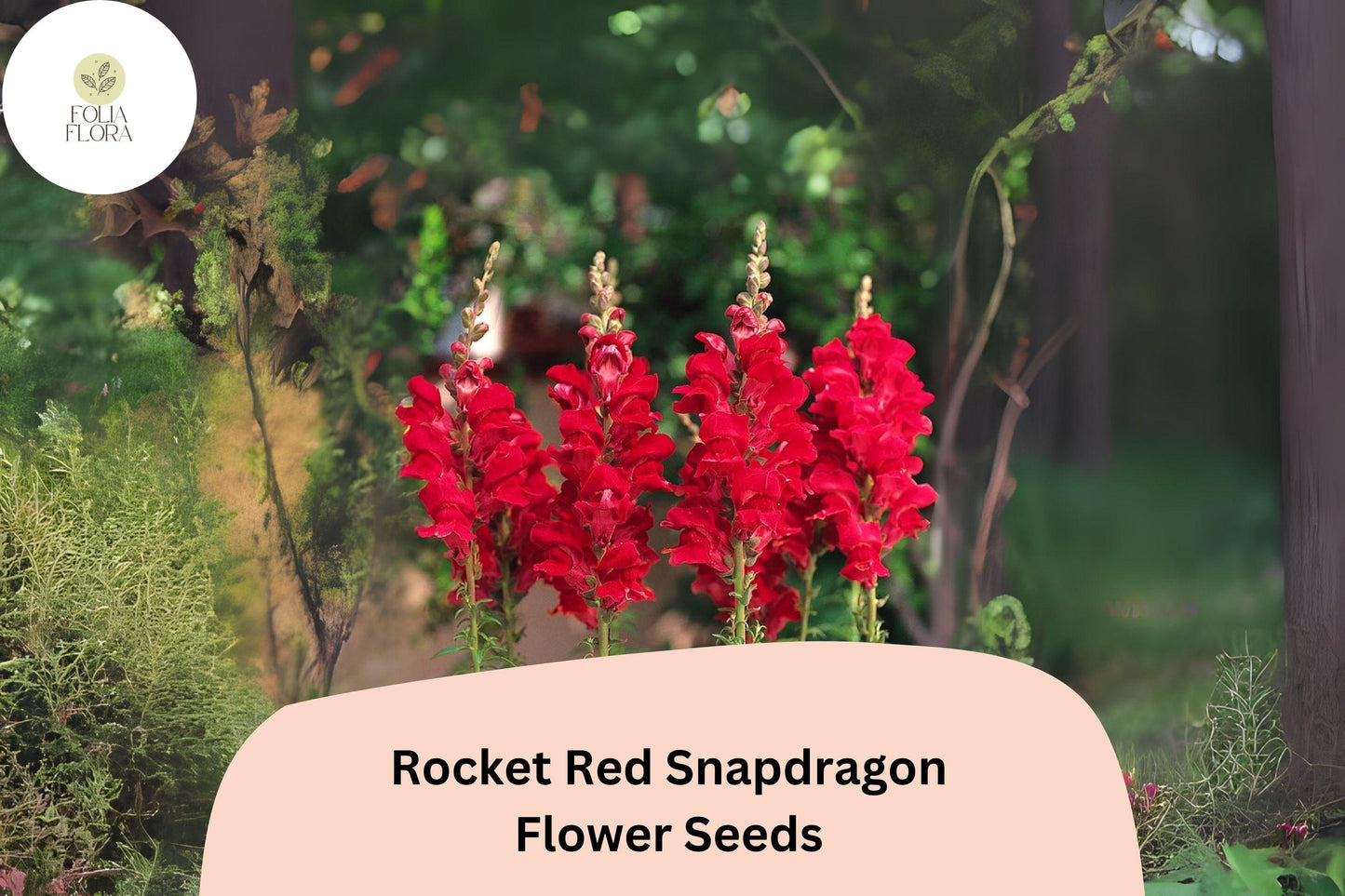 Antirrhinum majus Rocket Red Snapdragon Seeds – 1000+ Bold Red Blooms for Garden & Cut Flowers
