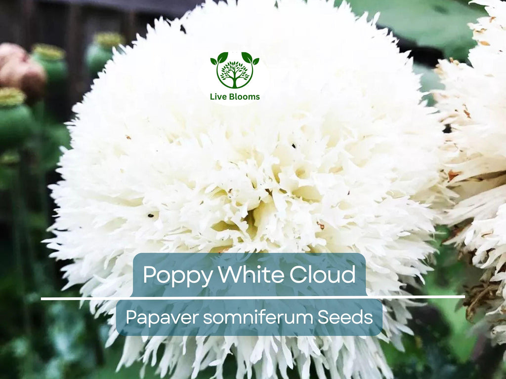 300 Seeds Poppy White Cloud, Peony Double Blooms, Breadseed Poppy, Huge White Blooms, Non-GMO, Papaver somniferum