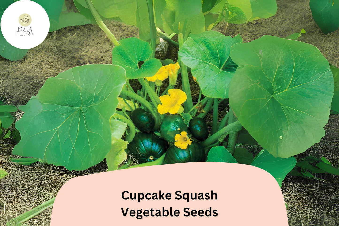 25+ Cupcake Squash Seeds for Planting | Unique Edible Patty Pan Zucchini | Easy-Grow Summer Squash for Grilling & Stuffing