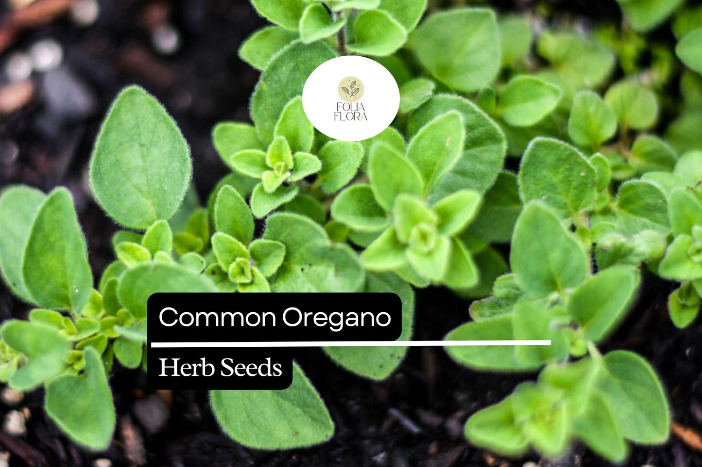 300 Seeds Common Oregano, Origanum Vulgare, Aromatic Culinary Herb for Mediterranean Dishes and Gardens