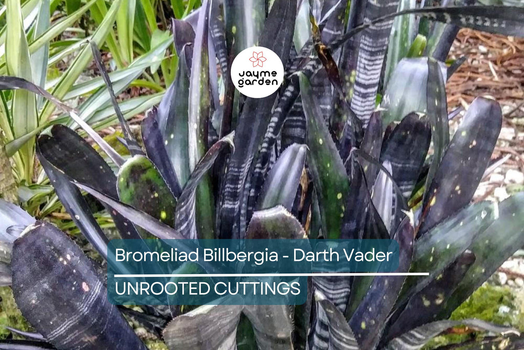 Bromeliad Billbergia Darth Vader | 12” Live Cutting | Exotic Foliage | Air-Purifying | Pet Safe | Attracts Hummingbirds & Butterflies