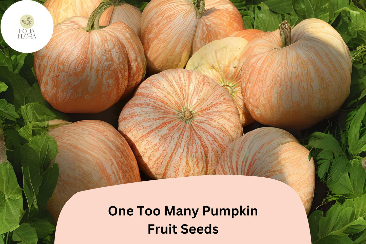 25+ One Too Many Pumpkin Seeds | Unique Red-Striped White Heirloom | Decorative & Edible Pumpkins for Fall Harvest