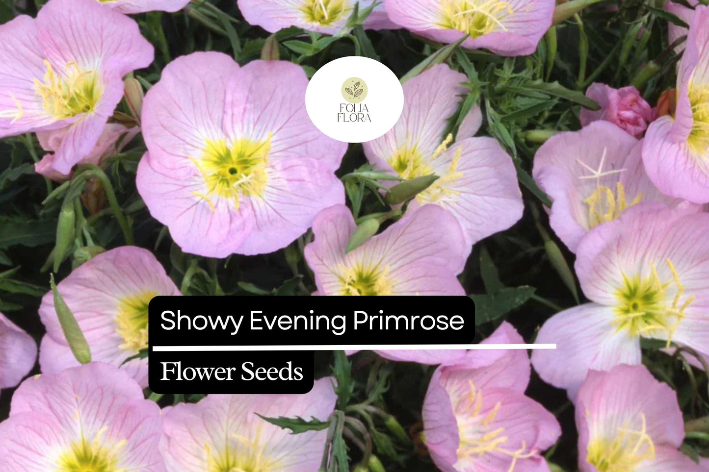 Showy Evening Primrose, Oenothera Speciosa, Pink Perennial Wildflower