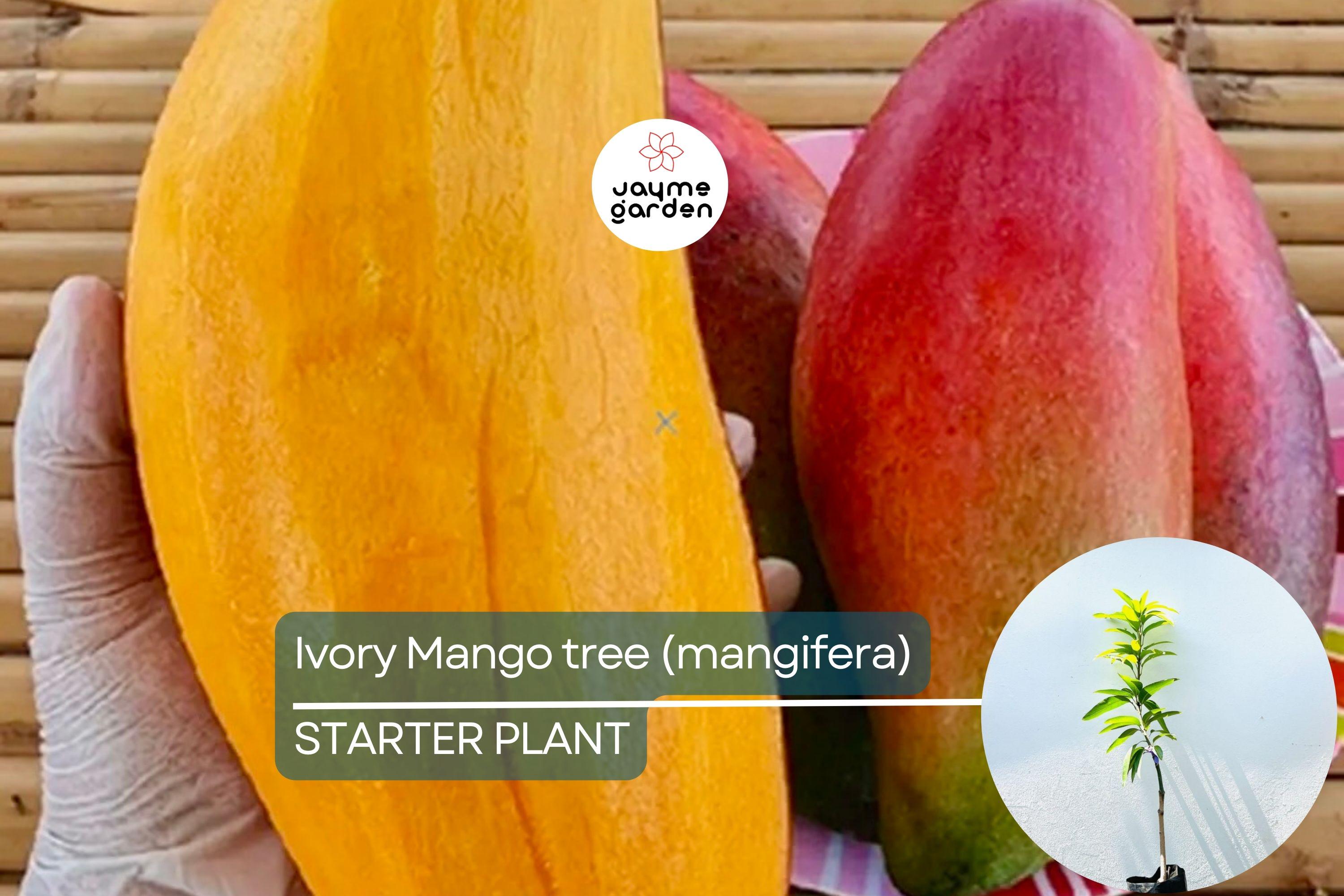 Ivory Mango Tree (Mangifera) Grafted 3'-4' | Fiberless, Sweet Tropical Fruit | Container-Friendly Live Tree