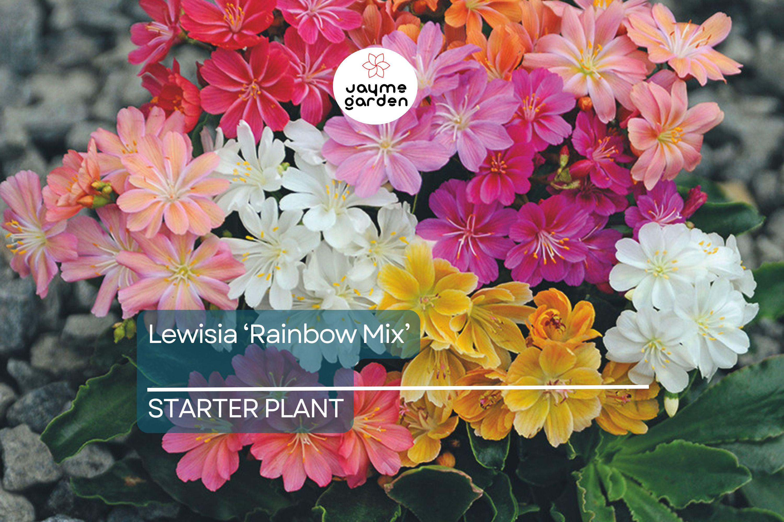 Lewisia 'Rainbow Mix' | Hardy Succulent Starter Plant | Drought-Tolerant Perennial for Rock Gardens & Pots | Free Shipping